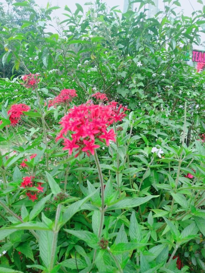 شقة Ella Tea Land View المظهر الخارجي الصورة